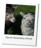 North Ronaldsay sheep