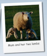 Mum and her two lambs