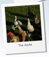 The ducks