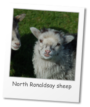 North Ronaldsay sheep