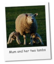 Mum and her two lambs