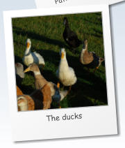 The ducks